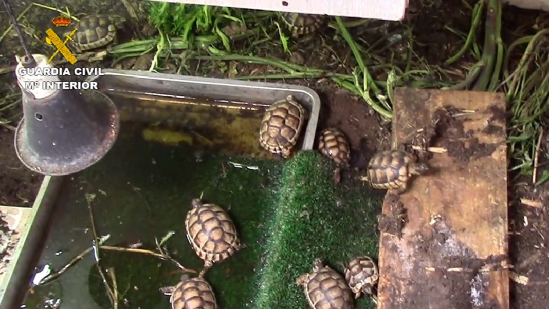 Illegal turtle hatchery found in San Pedro del Pinatar