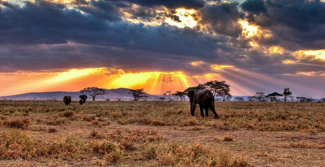 3 Facts you might not know about The Serengeti