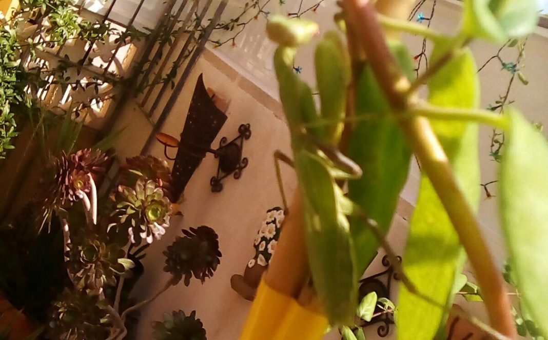 Adult praying mantis.