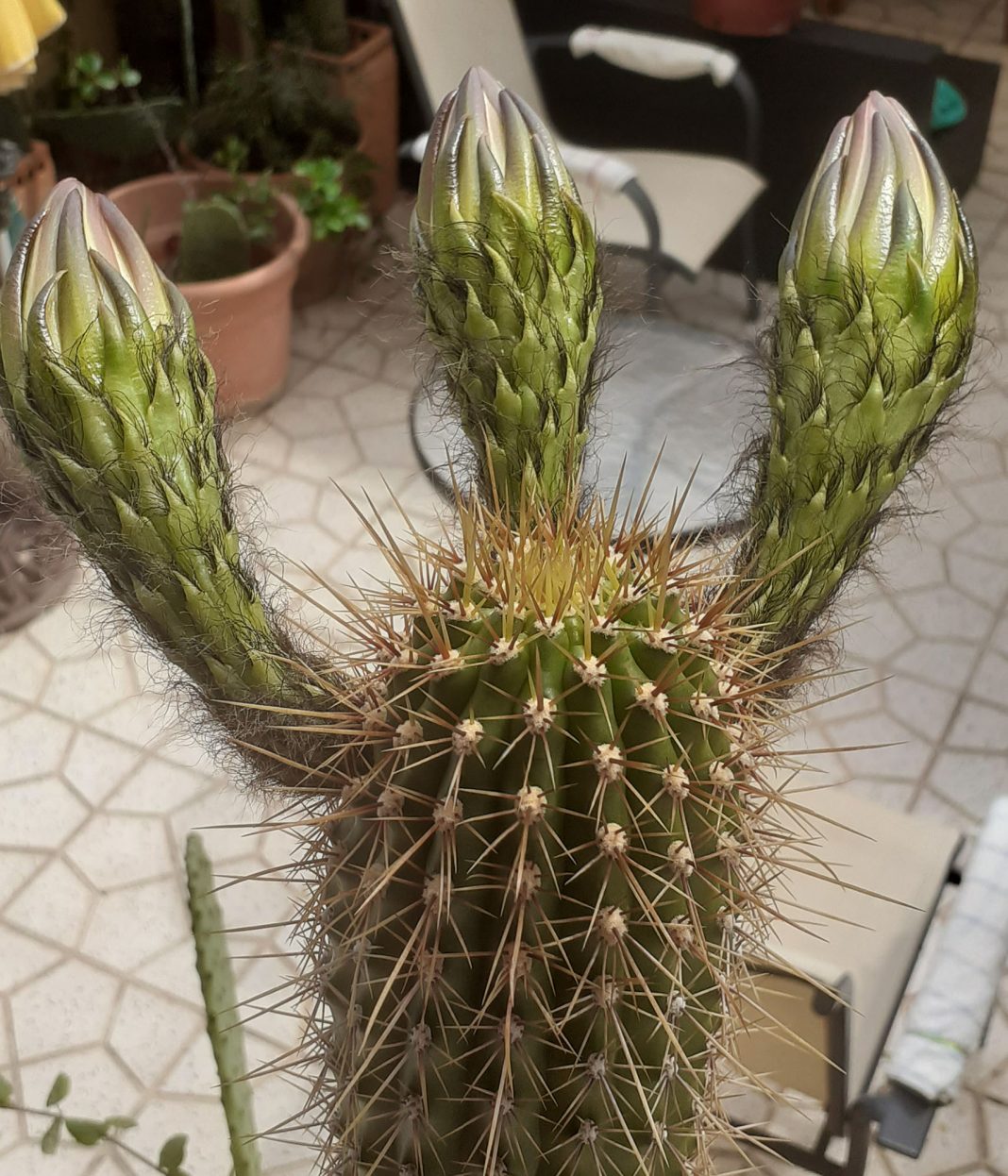 Cactus - Cardón - derived from Spanish cardo 'thistle'