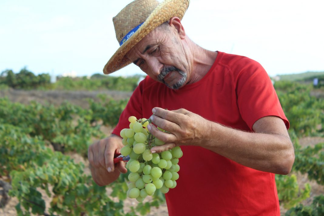 From this vintage the growers say that they expect to get three types of white wine: one aromatic and dry, another with what is known as a flower veil and a third called brisado wine