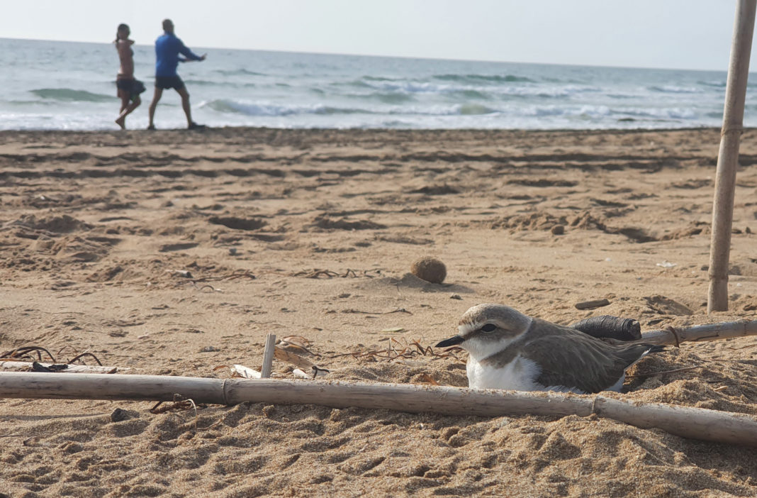 Nests of plovers appear on La Mata beach