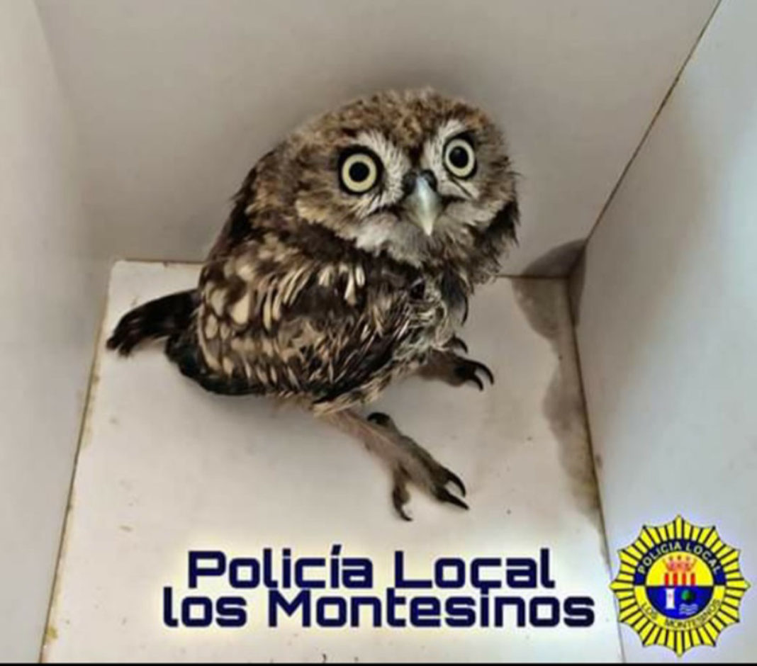 An owlet injured its wing in Montesinos.