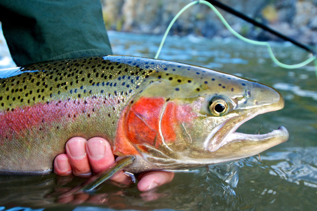 9 Things You Should Bring When You Go Fly Fishing