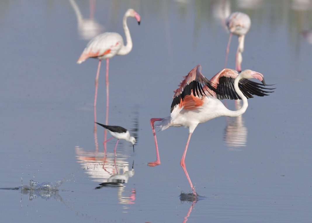 Flamingoes in the Natural Park El Hondo