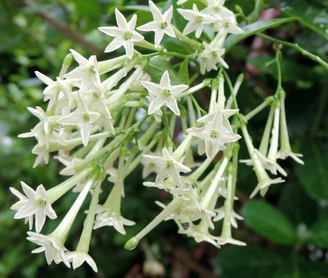 Cestrum nocturnum make very good insect repellants, including mosquitoes, due to their powerful scent attracting moths and bats.