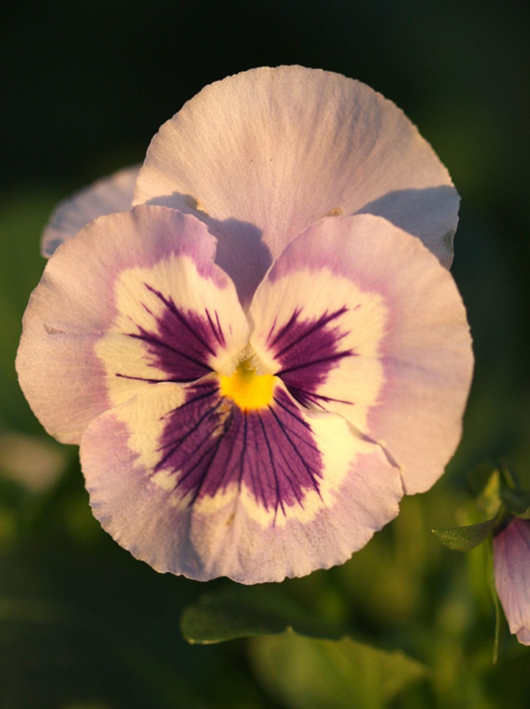 Winter flowering pansies give a beautiful pop of colour