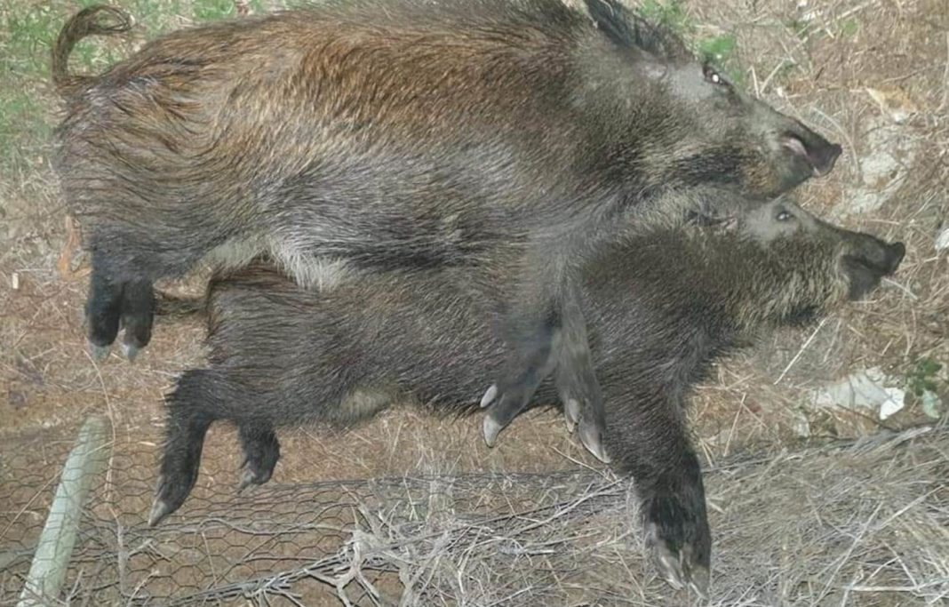 Wild boars killed close to Los Montesinos