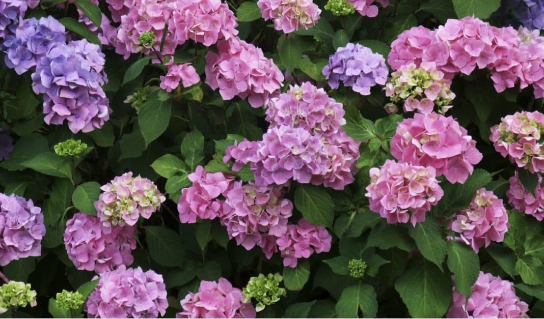 Hydrangea, flowering from spring, summer, into early autumn