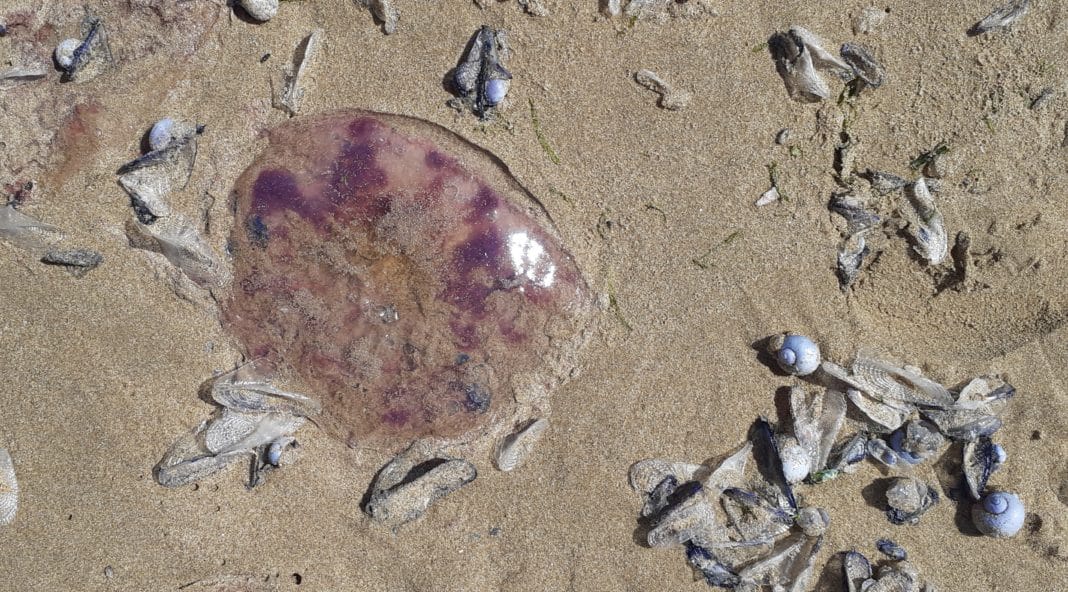 La Mata: thousands of Sails Velellas dead, strewn along large stretches of shoreline alongside other jellyfish. Photos: Helen Atkinson.