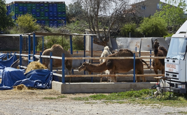 Camels belonging to the company that organised the excursion.