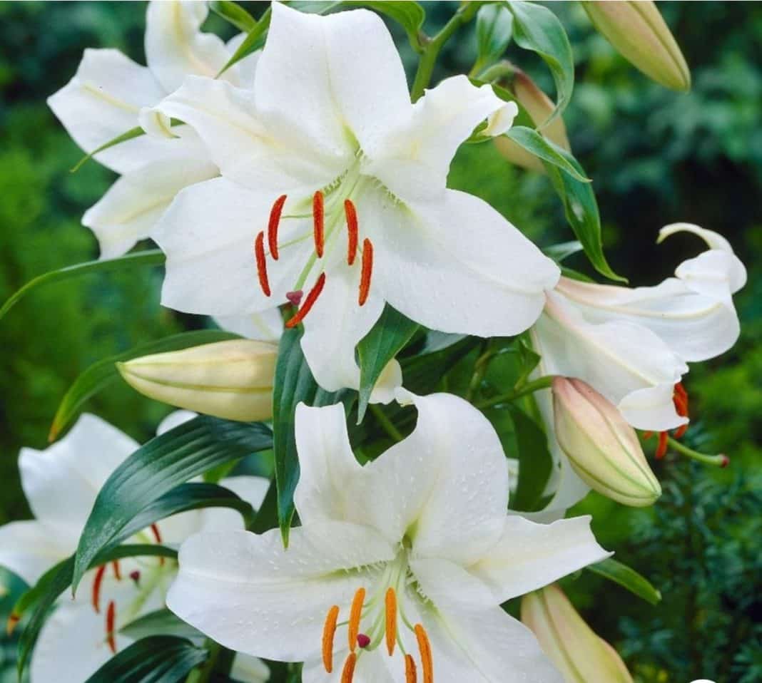 Garden Felix - Casa Blanca classic Oriental Lily