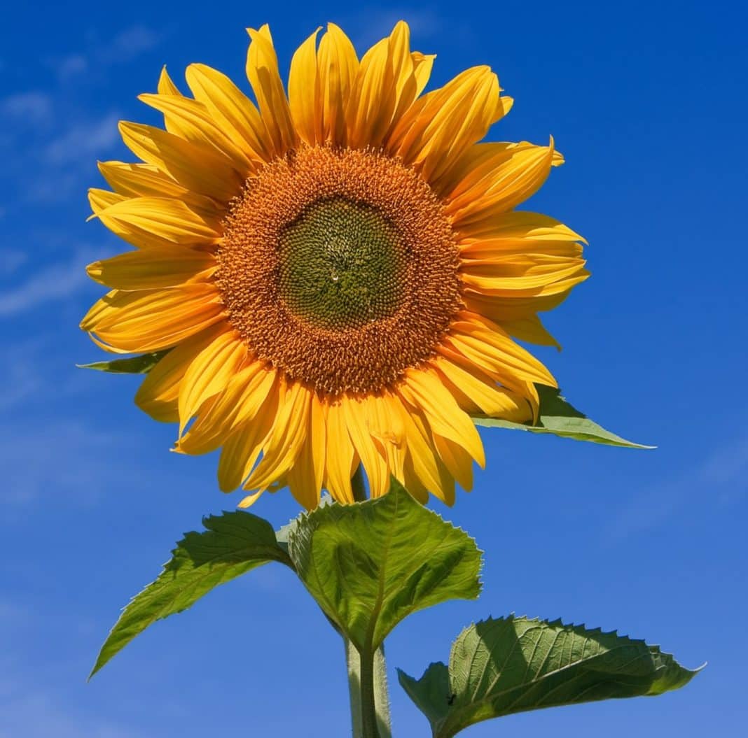 Sunflowers follow the sun!