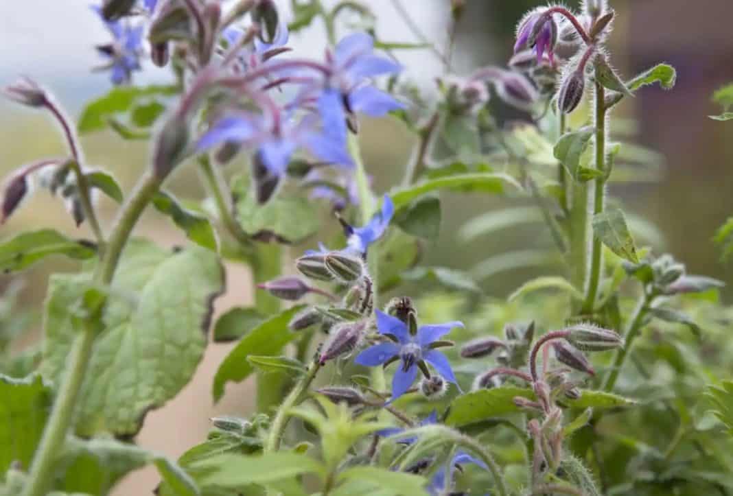 Borage is, also known as bugloss and starflower