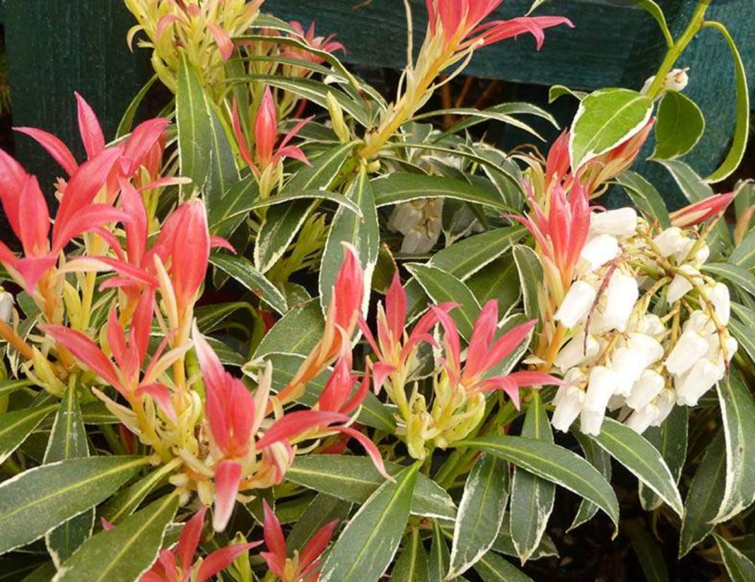Garden Felix - Pieris Japonica - 'Lily of the Valley' bush