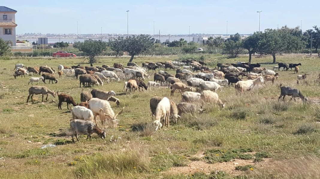 Goats graze in fields of La Herrada, Los Montesinos, at times delaying traffic. Photo: Helen Atkinson.