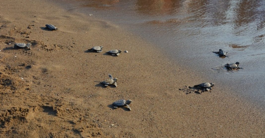 Turtles returned to the sea