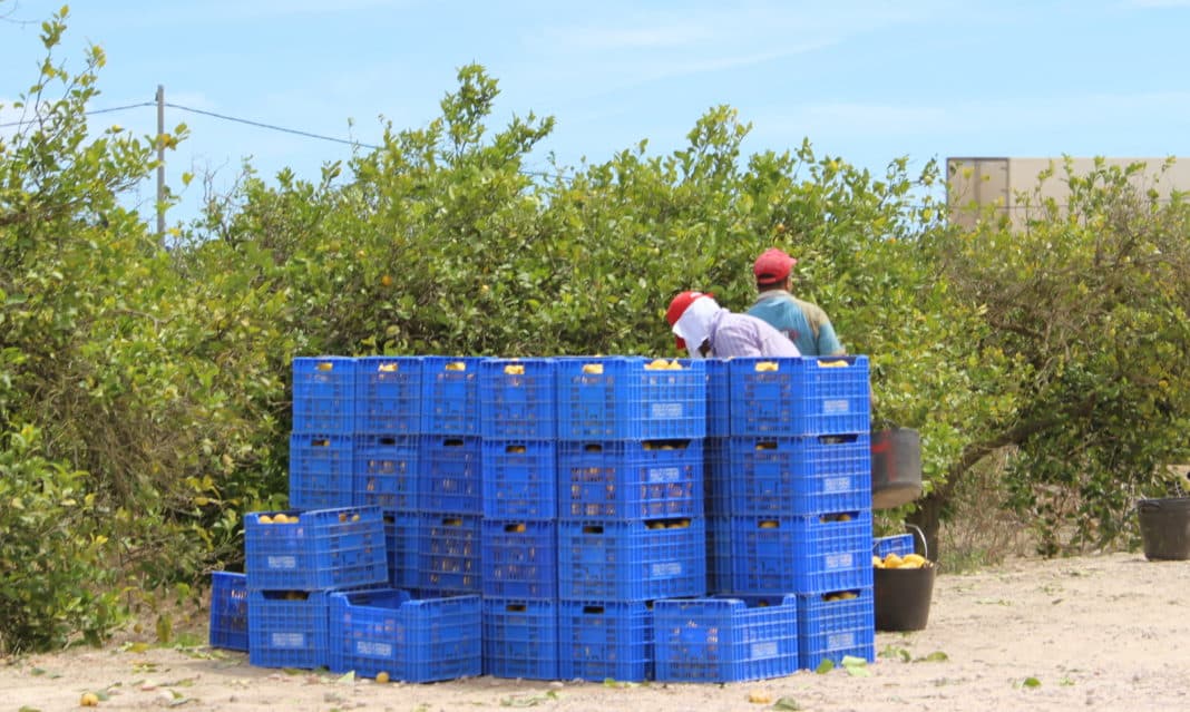 Lemons in Alicante province, concentrated in Bajo Segura, worth €110m annually