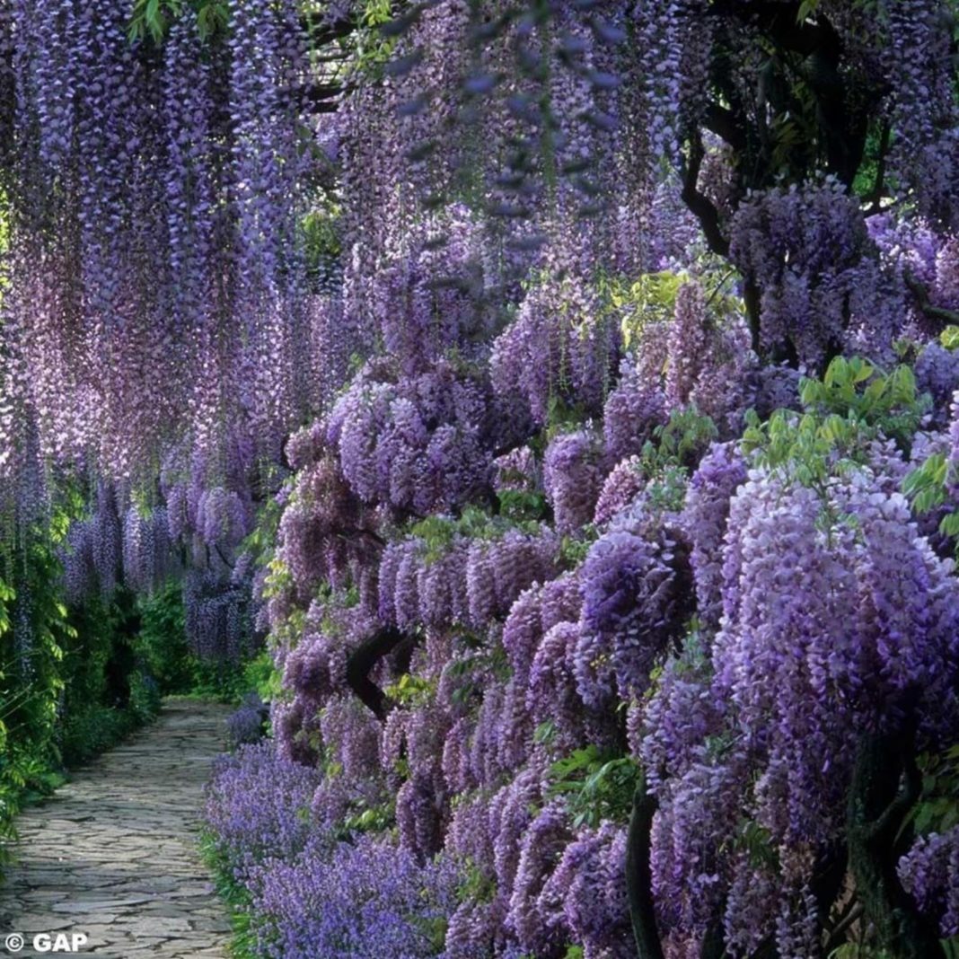 Garden Felix - Wisteria cascades of lilac-blue to purple fragrant flowers