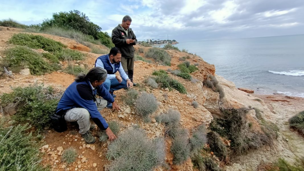 Another endangered plant found on the Orihuela Costa