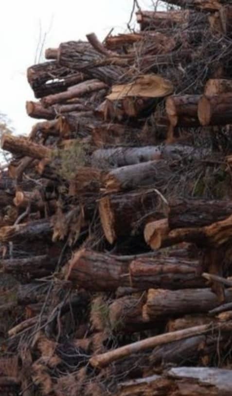 Thousands of diseased pines removed from Guardamar