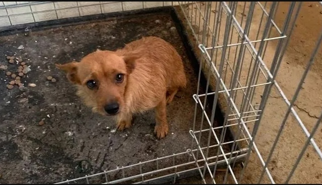 Dog Rescued from Drain in San Miguel