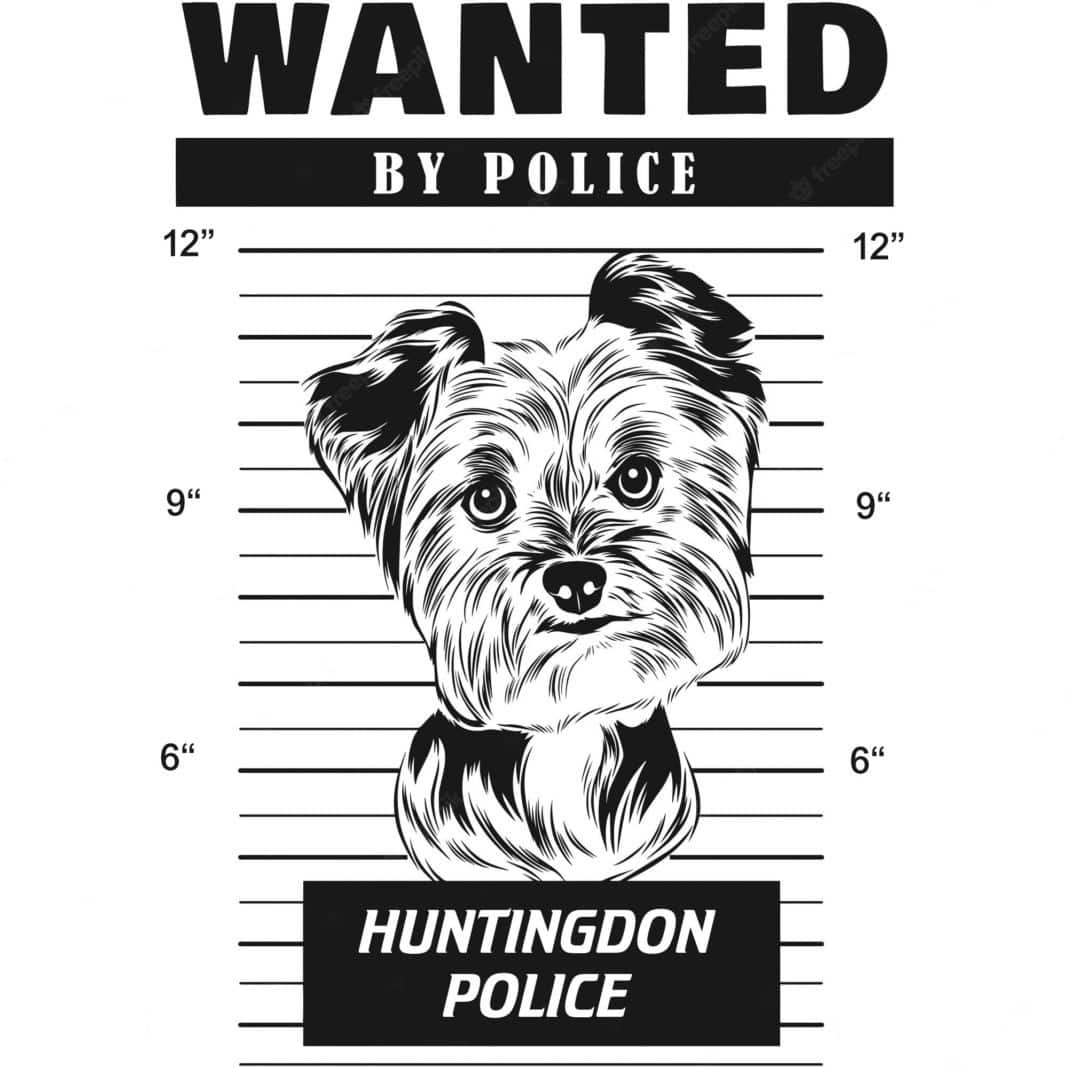 Percys Ramblings, Wanted Terrier