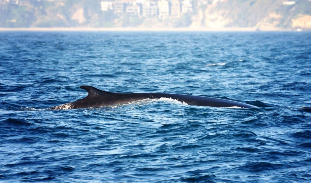 Great fin whales off Torrevieja coast
