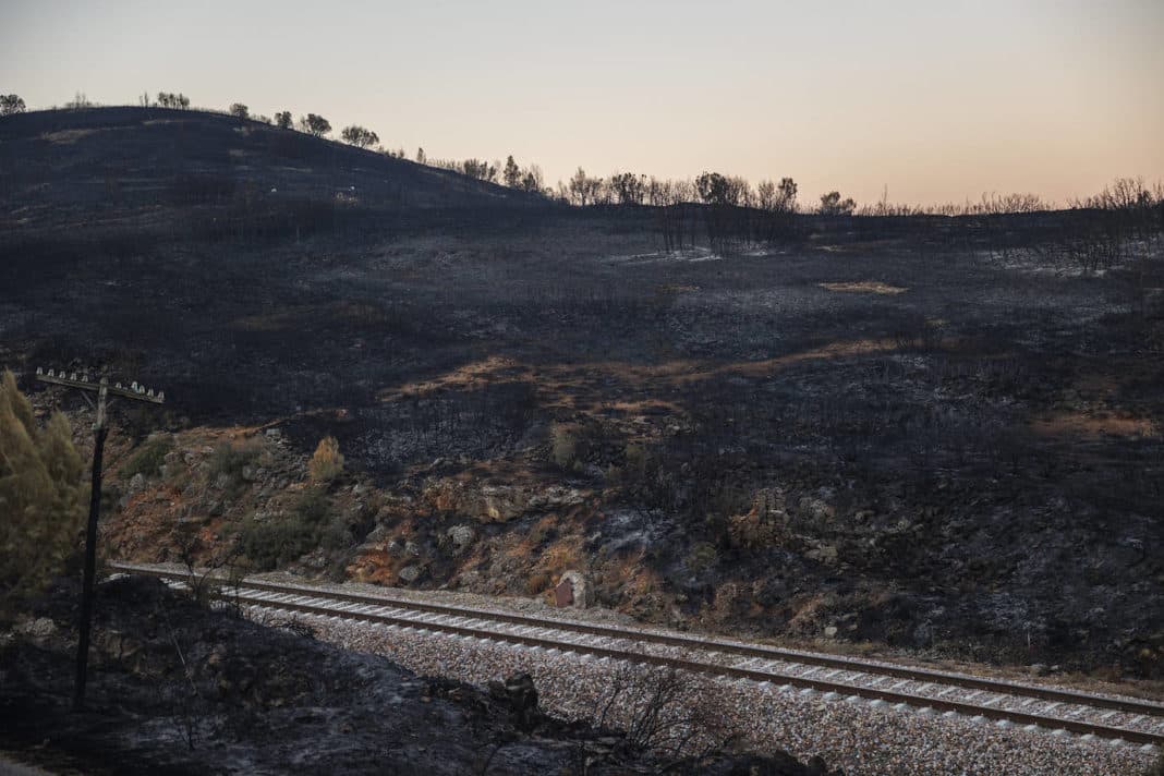 Regeneration of Valencia's burned out forests