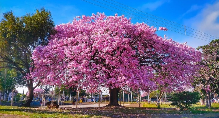 Garden Felix - Silk floss tree - 'gorgeous dazzling flowers'