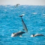 Pod of dolphins photographed on the Torrevieja coast