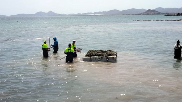 La contaminación del Mar Menor prevé la instalación de pantalanes flotantes temporales