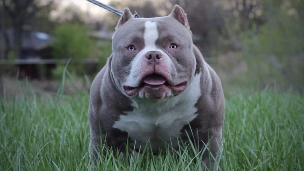 The American Bully XL is not considered dangerous in Spain