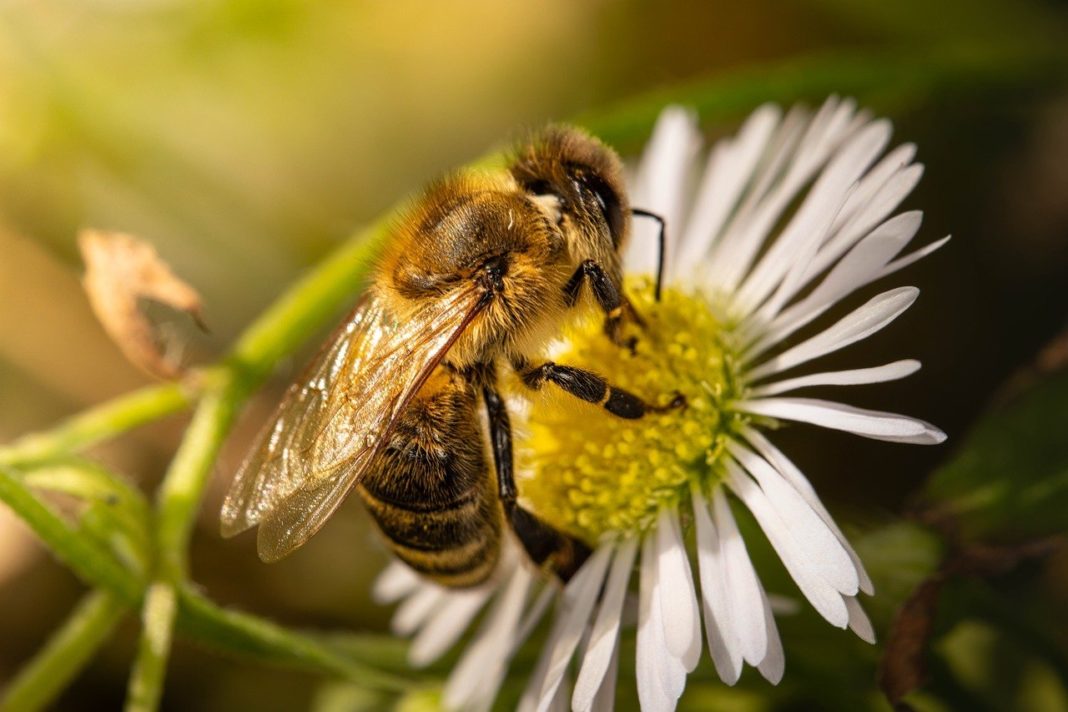 World Bee Day