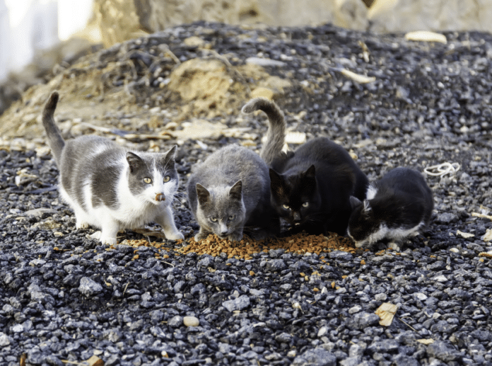 Torrevieja Council is taking proactive steps to manage the local cat population